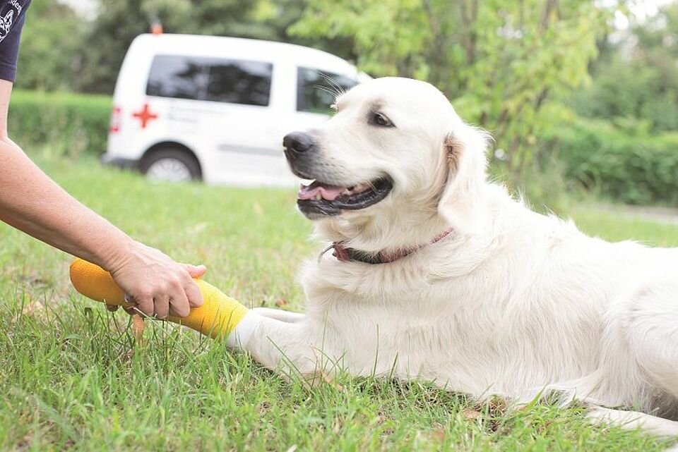 Erste Hilfe am Hund Erste Hilfe am Hund